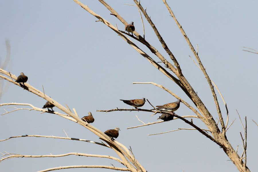 Eight European Turtle Doves perched on a tree branch