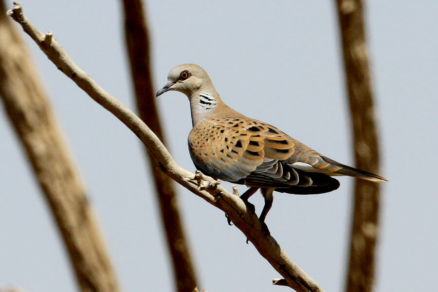 European Turtle Dove perched on a tree branch