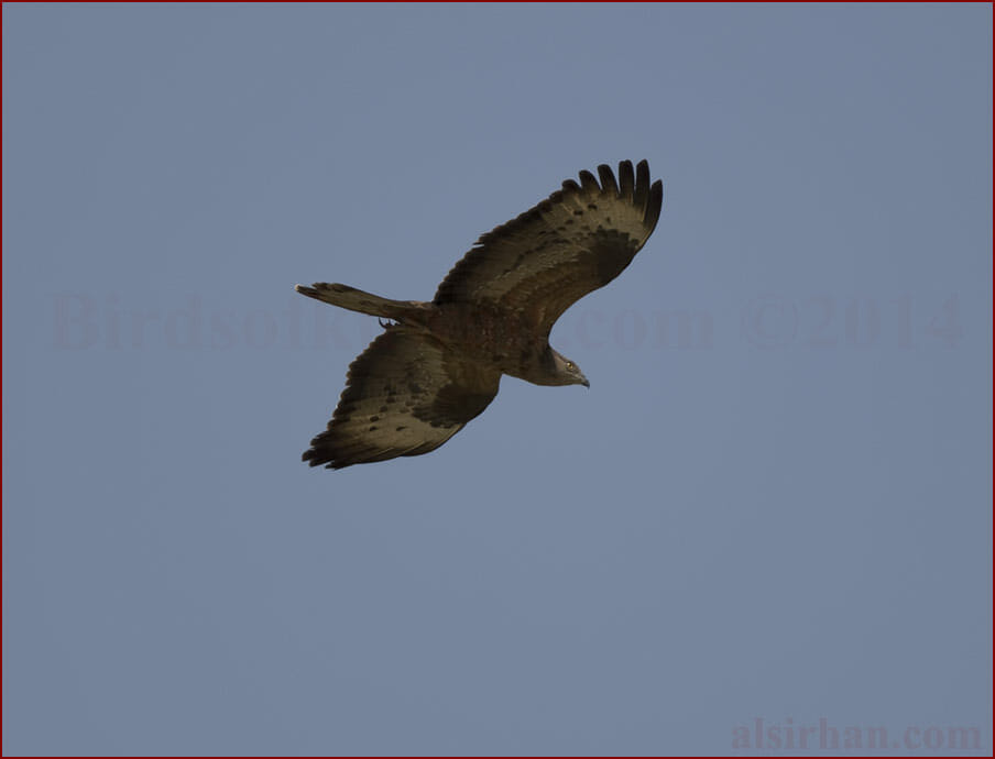European Honey Buzzard Pernis apivorus