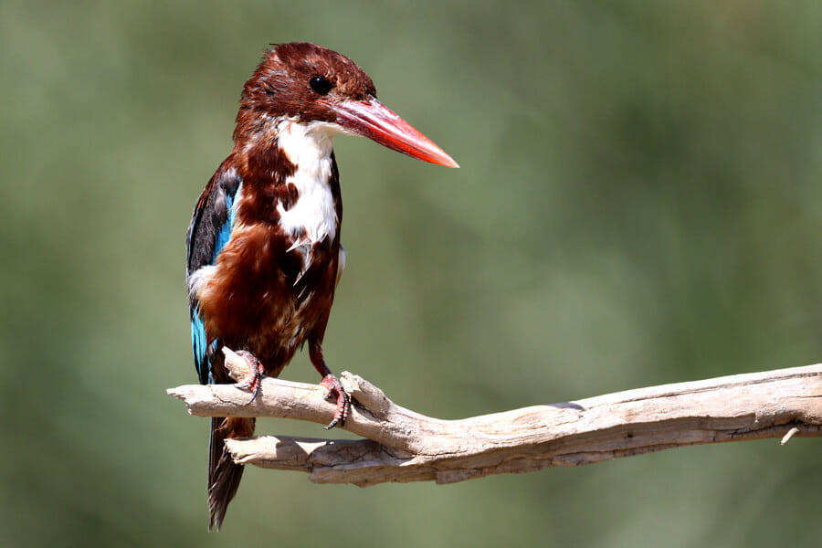 White-throated Kingfisher perched on a tree branch