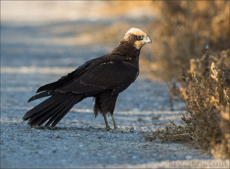 Western Marsh Harrier standing on the ground