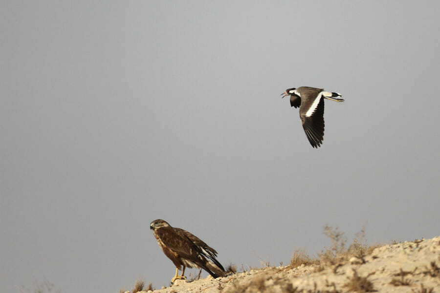 Red-wattled Lapwing in flight