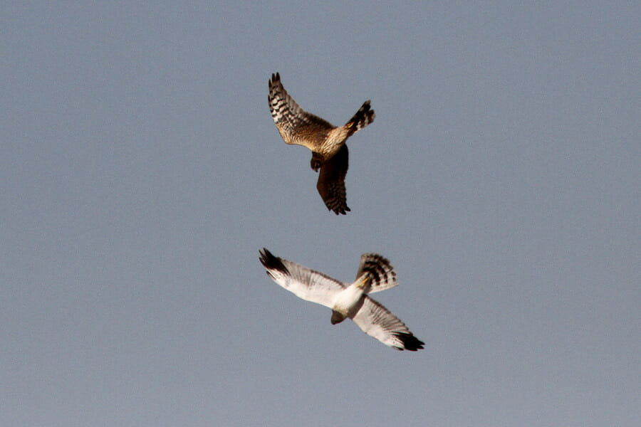 Two Pallid Harriers fighting in flight