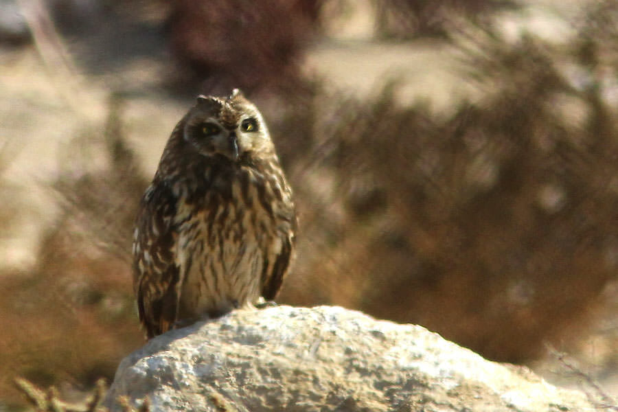 Short-eared Owl perched on a rock