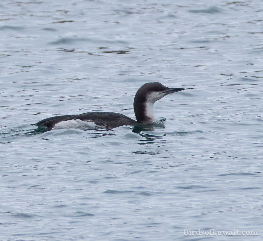 Black-throated Diver Gavia arctica