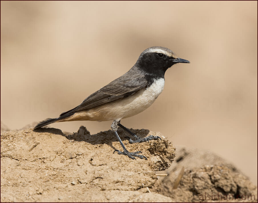 Kurdistan Wheatear Oenanthe xanthoprymna