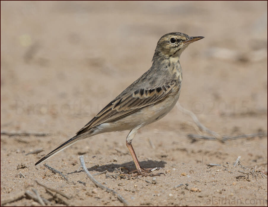 Tawny Pipit Anthus campestris
