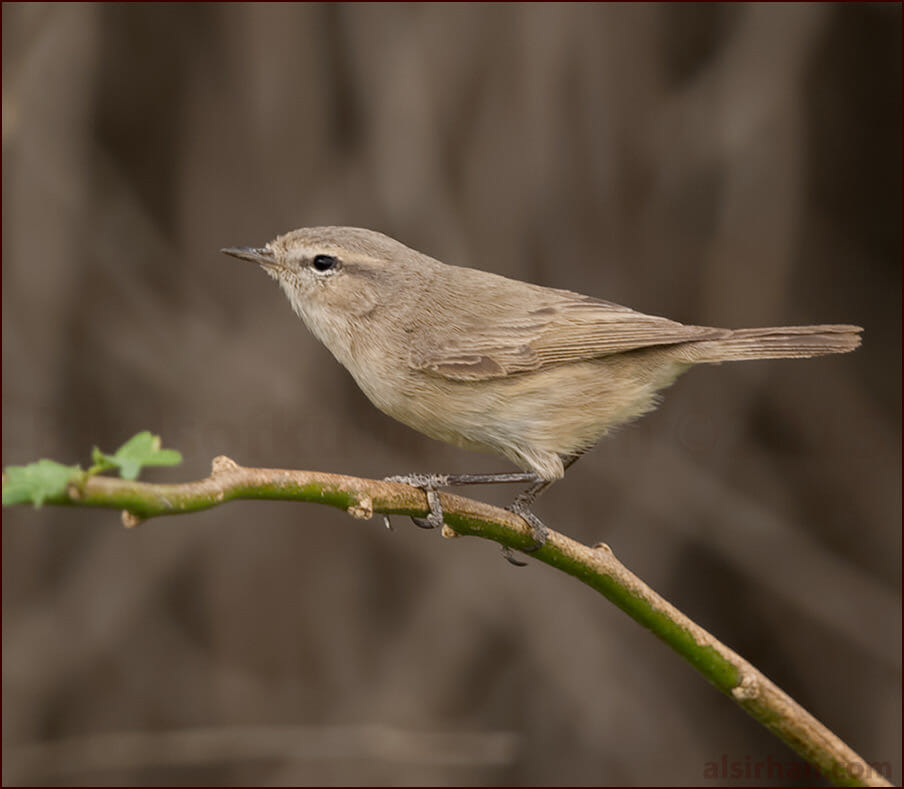 Plain Leaf Warbler Phylloscopus neglectus