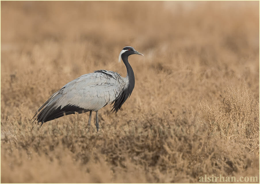 Demoiselle Crane perched on the ground