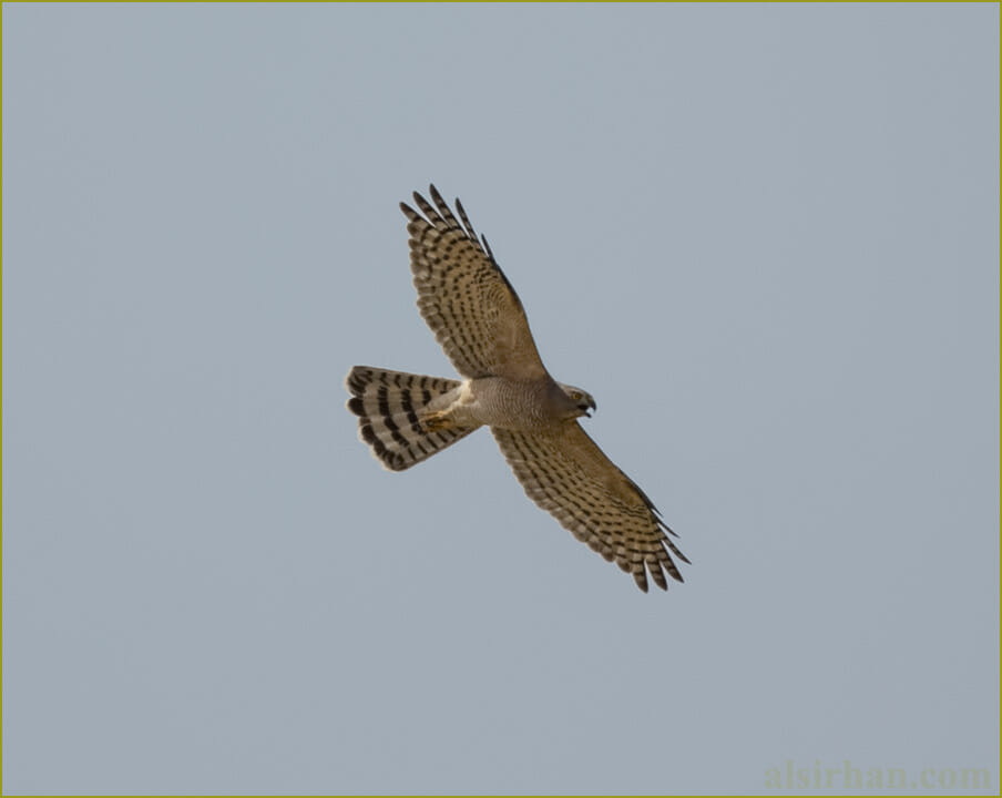 Asian Shikra Accipiter (badius) cenchroides