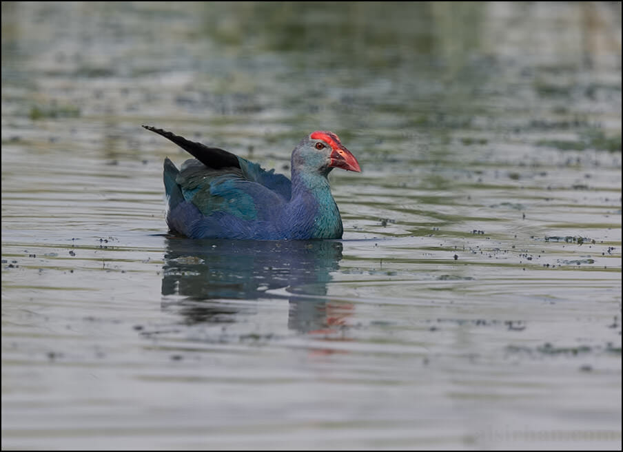 Grey-headed Swamphen Porphyrio (porphyrio) poliocephalus