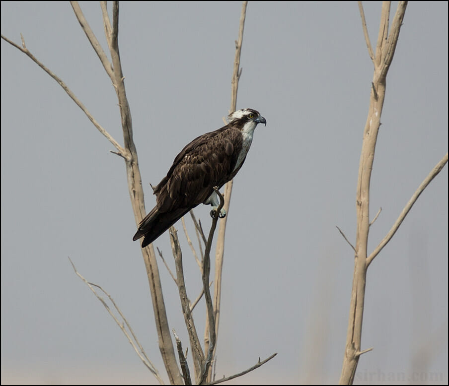 Western Osprey Pandion haliaetus