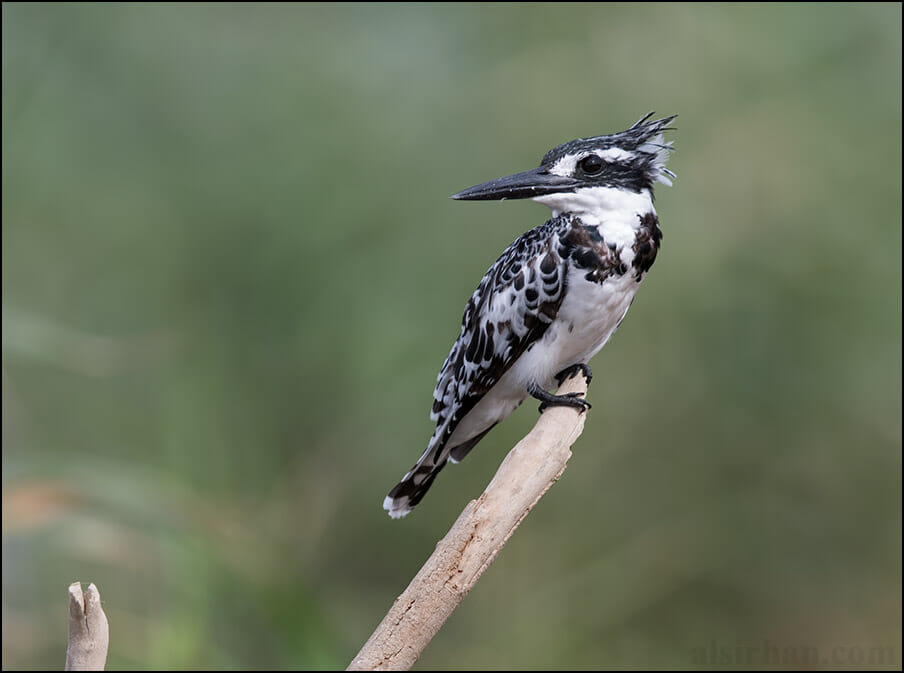 Pied Kingfisher Ceryle rudis