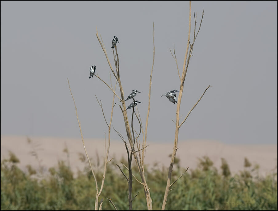 Pied Kingfisher Ceryle rudis