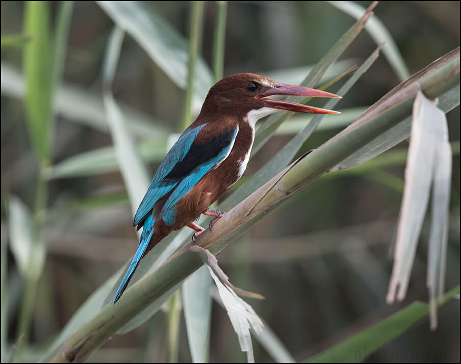 White-throated Kingfisher Halcyon smyrnensis