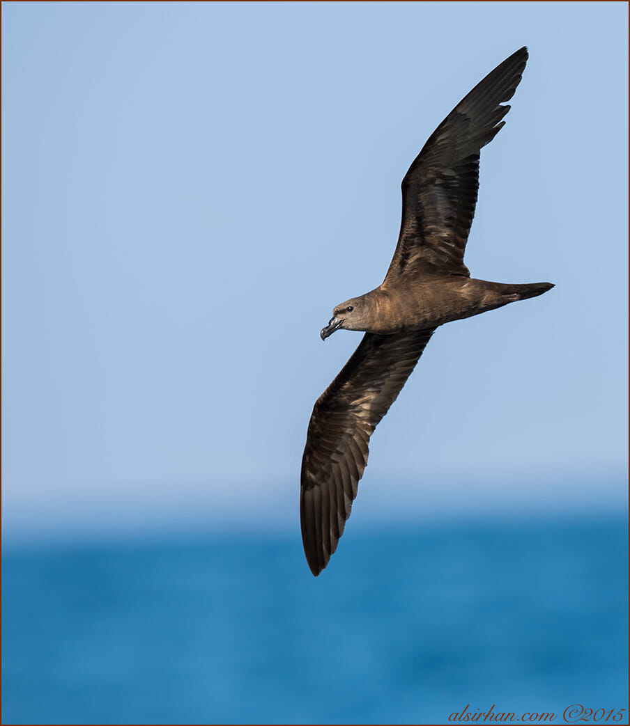 Jouanin's Petrel in flight