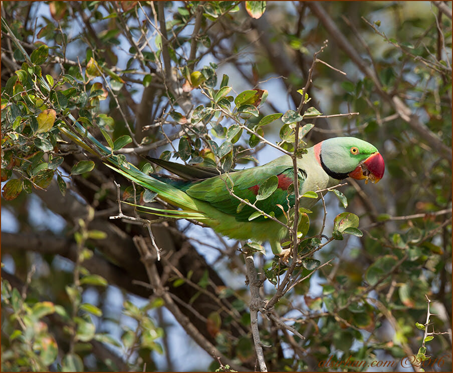 Alexandrine Parakeet Psittacula eupatria