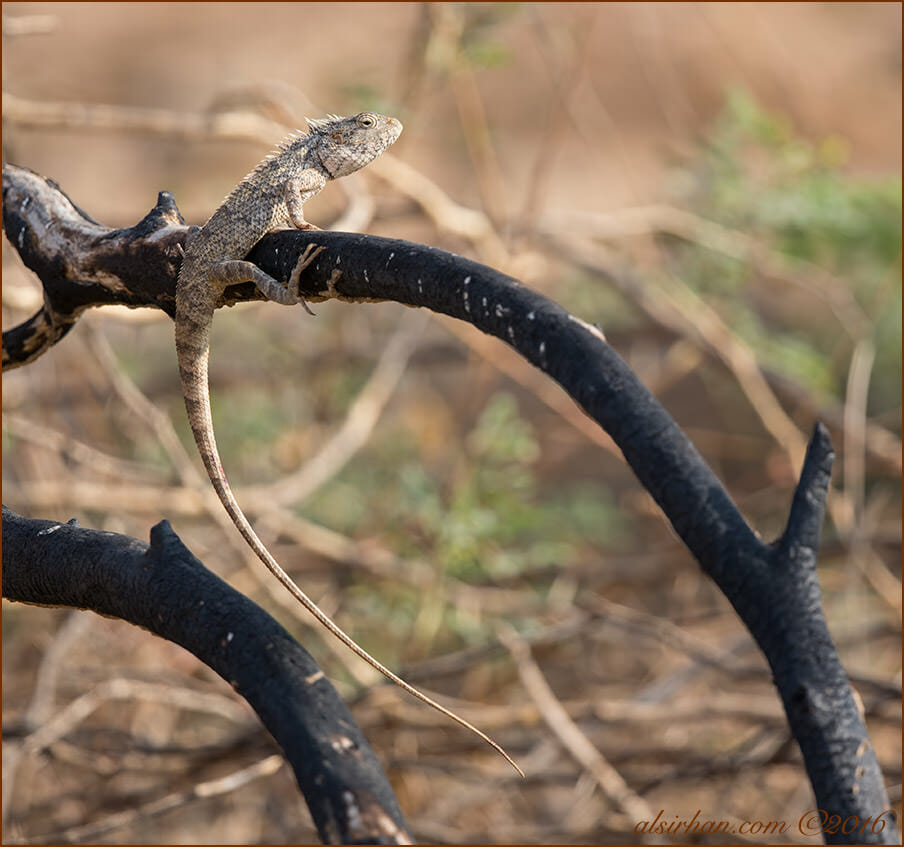 Variable Agama (Calotes versicolor versicolor)