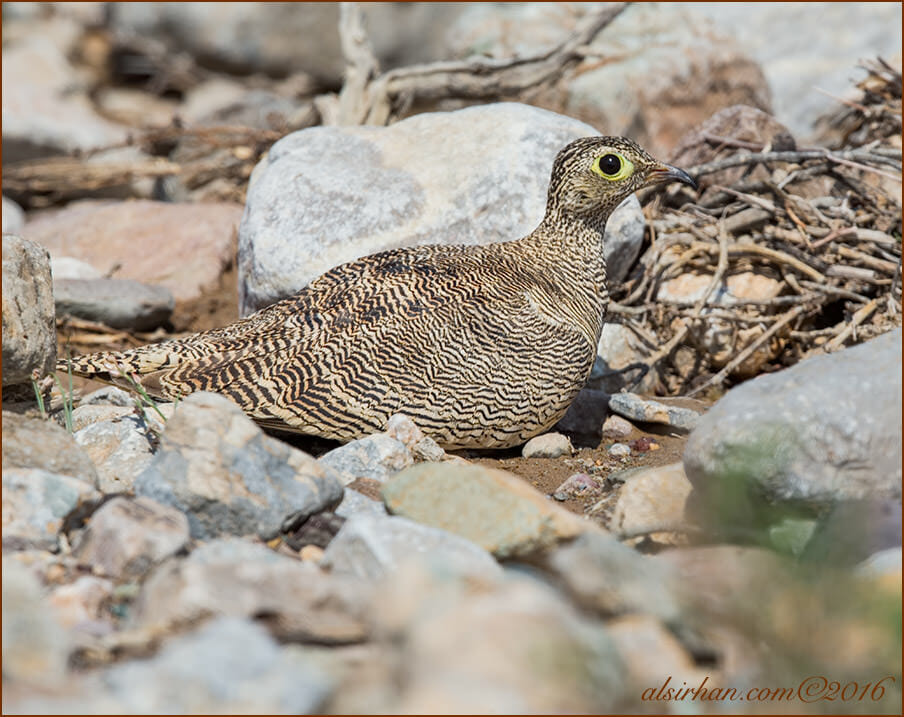 Chestnut-bellied Sandgrouse Pterocles exustus