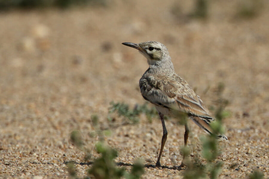 Greater Hoopoe-Lark standing on the ground