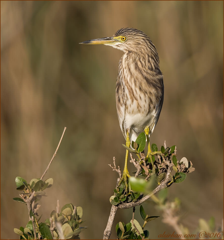 Indian Pond Heron Ardeola grayii