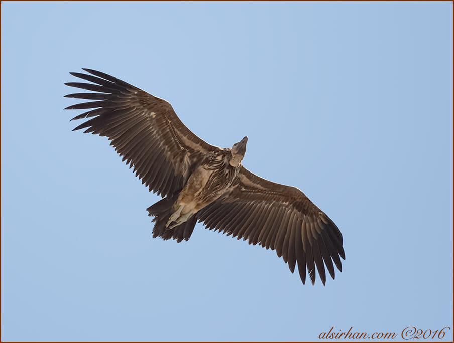 Lappet-faced Vulture Torgos trachielotos