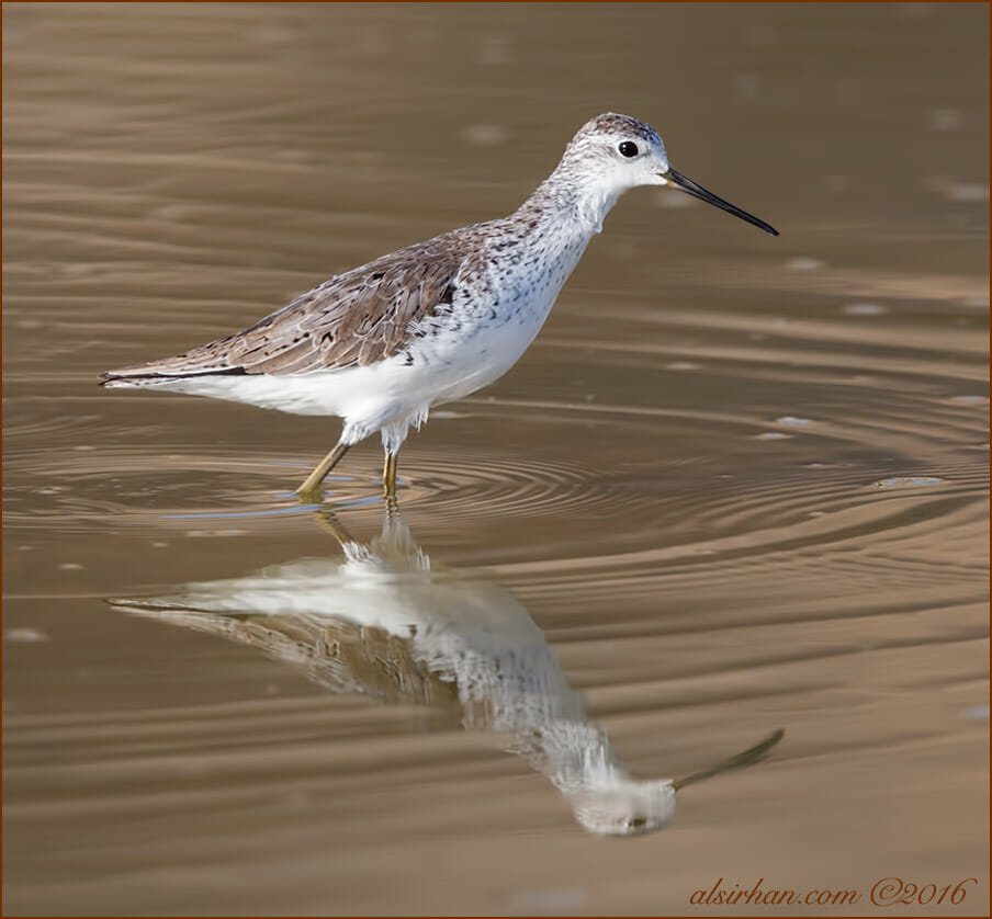 Marsh Sandpiper Tringa stagnatilis