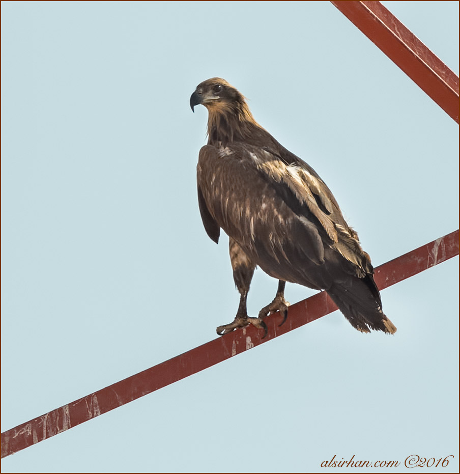 Pallas's Fish-eagle Haliaeetus leucoryphus