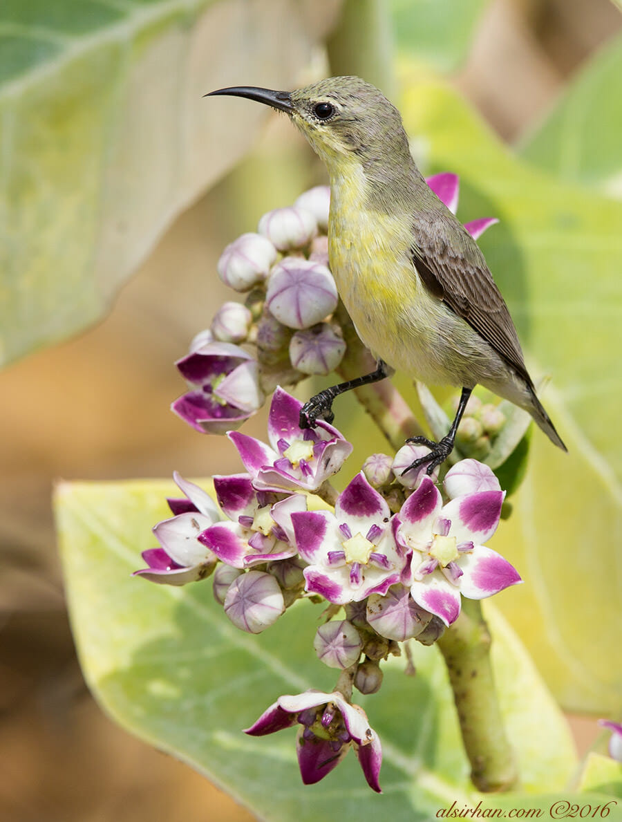 Purple SunbirdCinnyris asiaticus