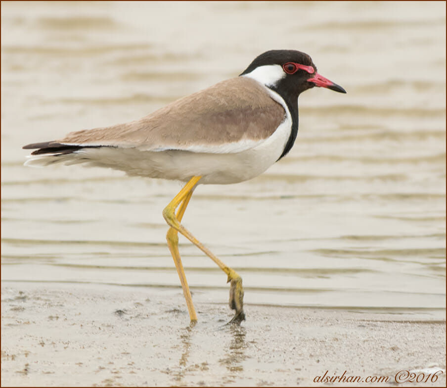 Red-wattled Lapwing Vanellus indicus