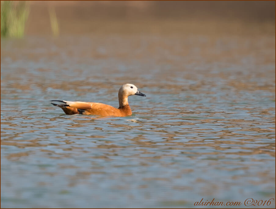 Ruddy Shelduck Tadorna ferruginea