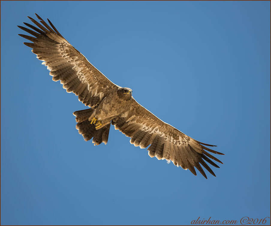 Steppe Eagle Aquila nipalensis