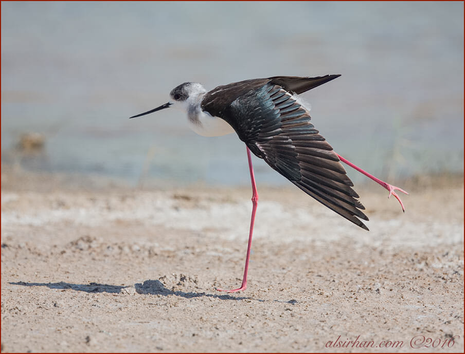 Black-winged Stilt Himantopus himantopus