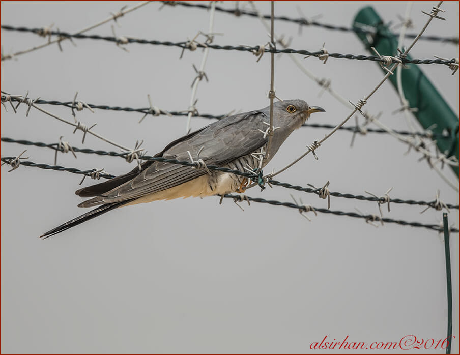 Common Cuckoo Cuculus canorus