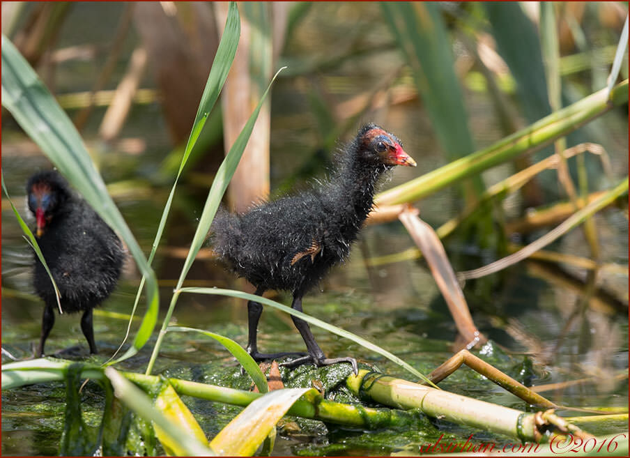Common Moorhen Gallinula chloropus