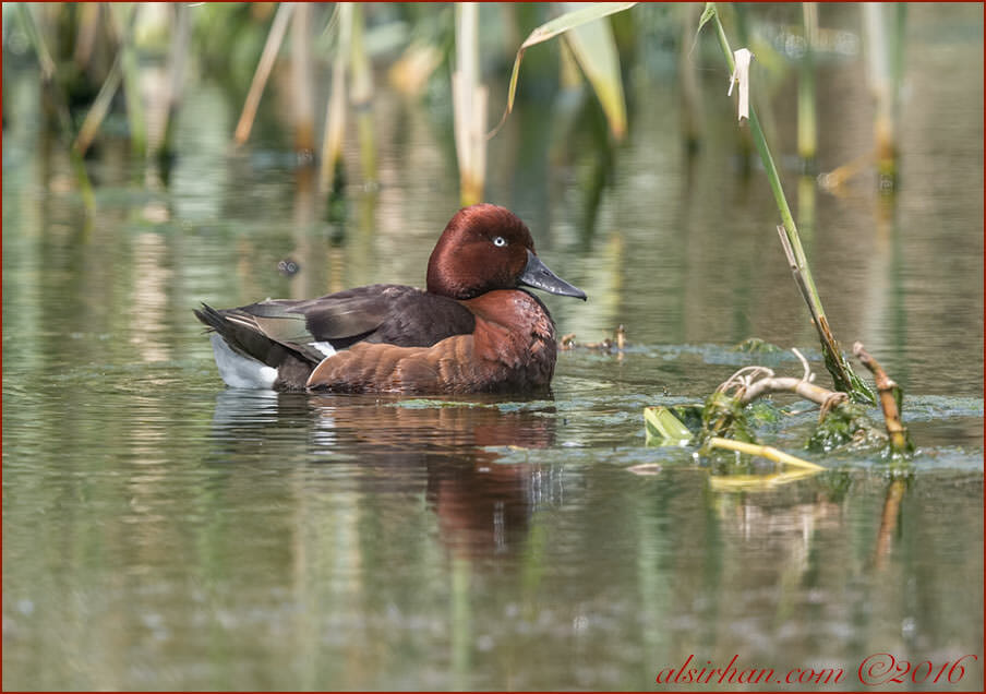Ferruginous Duck Aythya nyroca