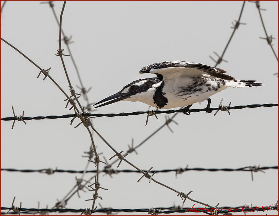 Pied Kingfisher Ceryle rudis