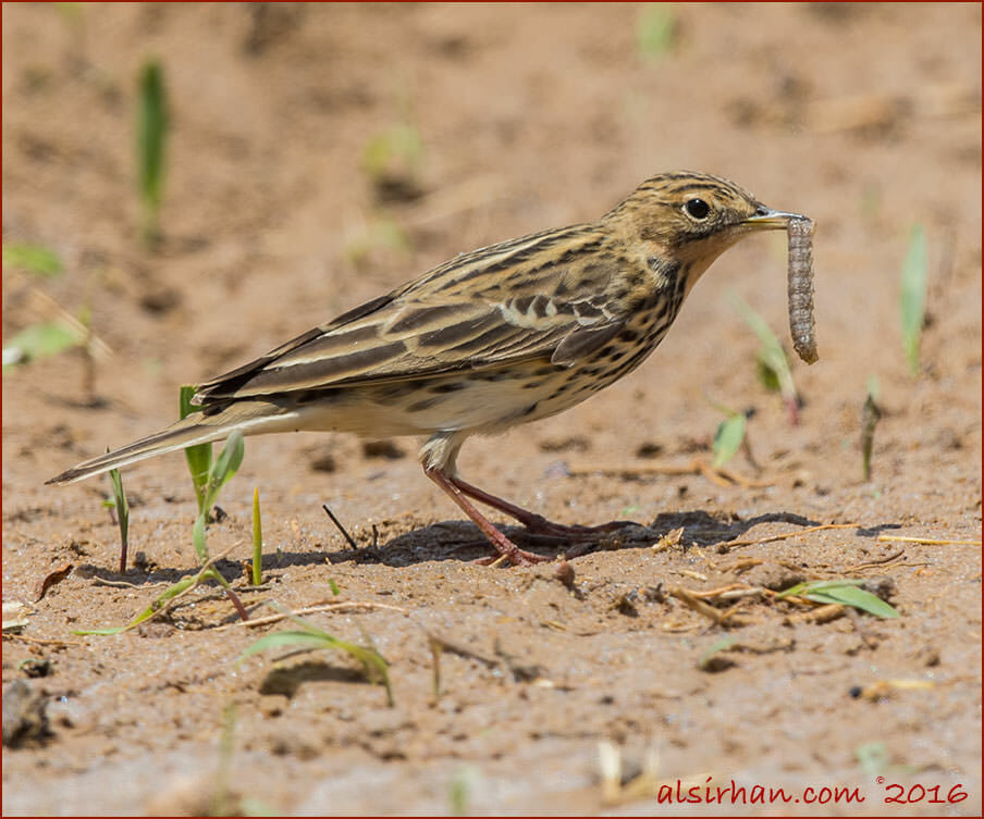 Red-throated Pipit Anthus cervinus