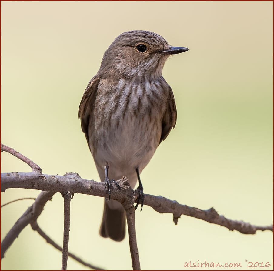 Spotted Flycatcher Muscicapa striata