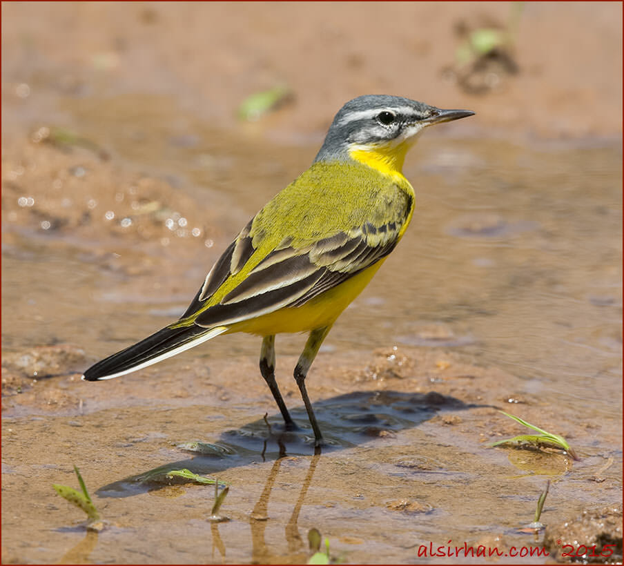 Sykes's Wagtail Motacilla (flava) beema , male