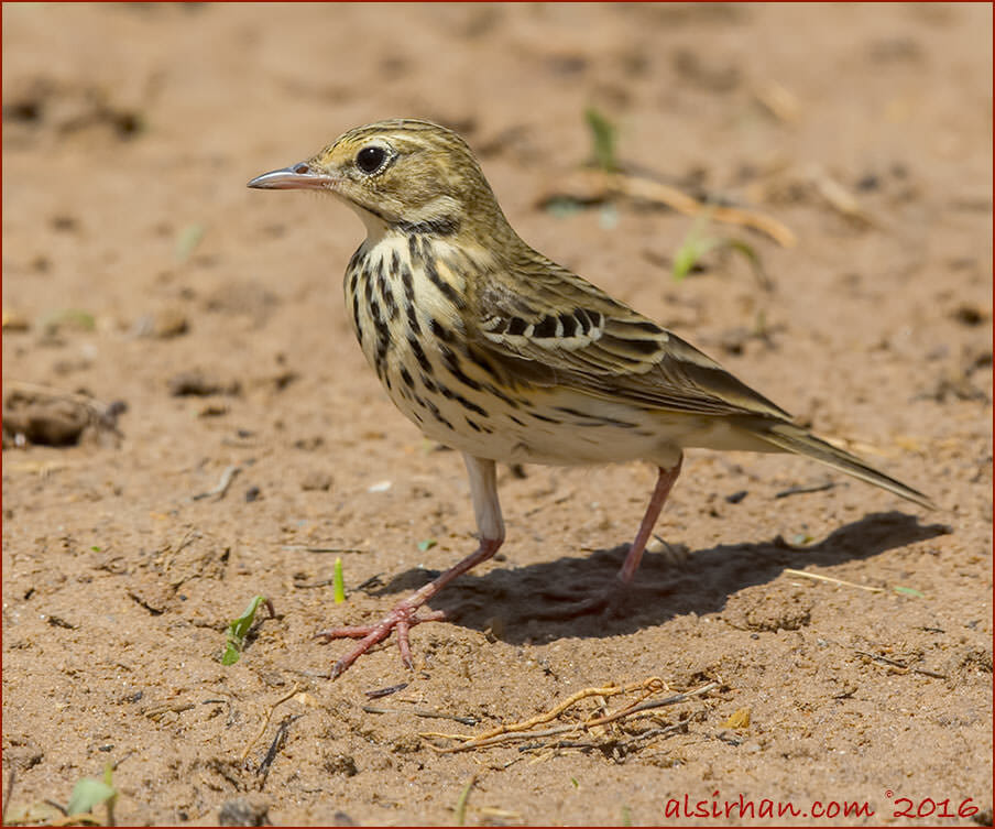 Tree PipitAnthus trivialis