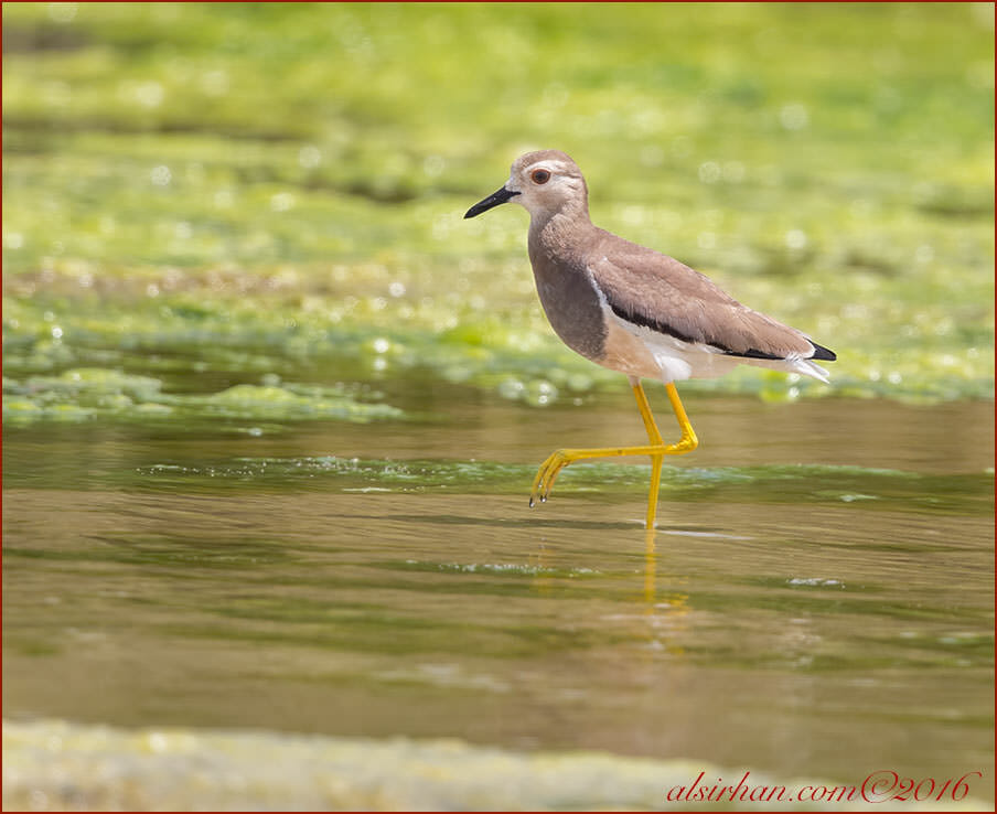White-tailed Lapwing Vanellus leucurus
