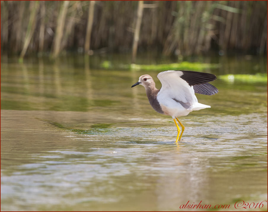 White-tailed Lapwing Vanellus leucurus