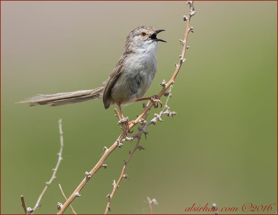 Delicate Prinia Prinia lepida