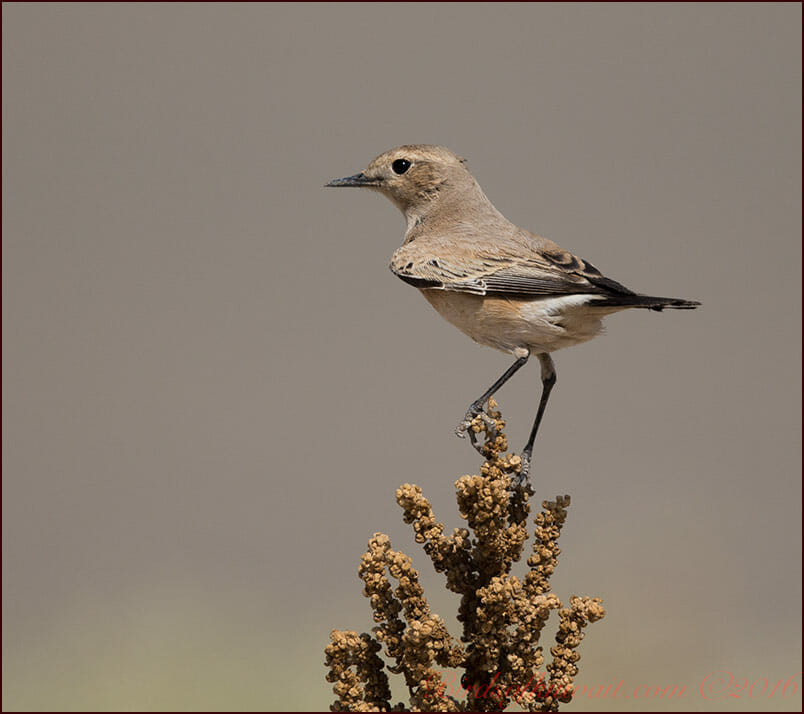 Desert Wheatear Oenanthe deserti (female)