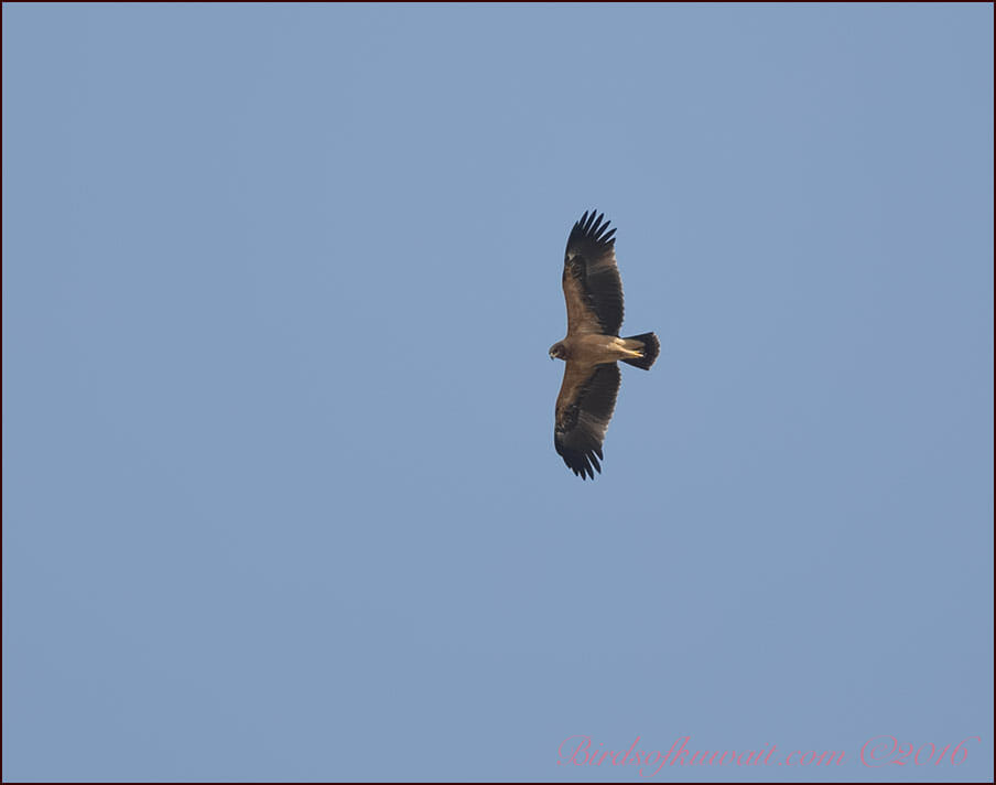 Greater Spotted Eagle Clanga clanga (fulvescens form, Juv.)