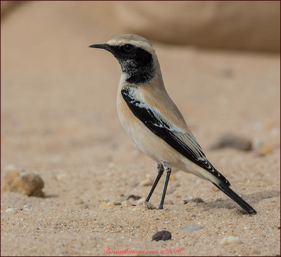 Desert Wheatear Oenanthe deserti