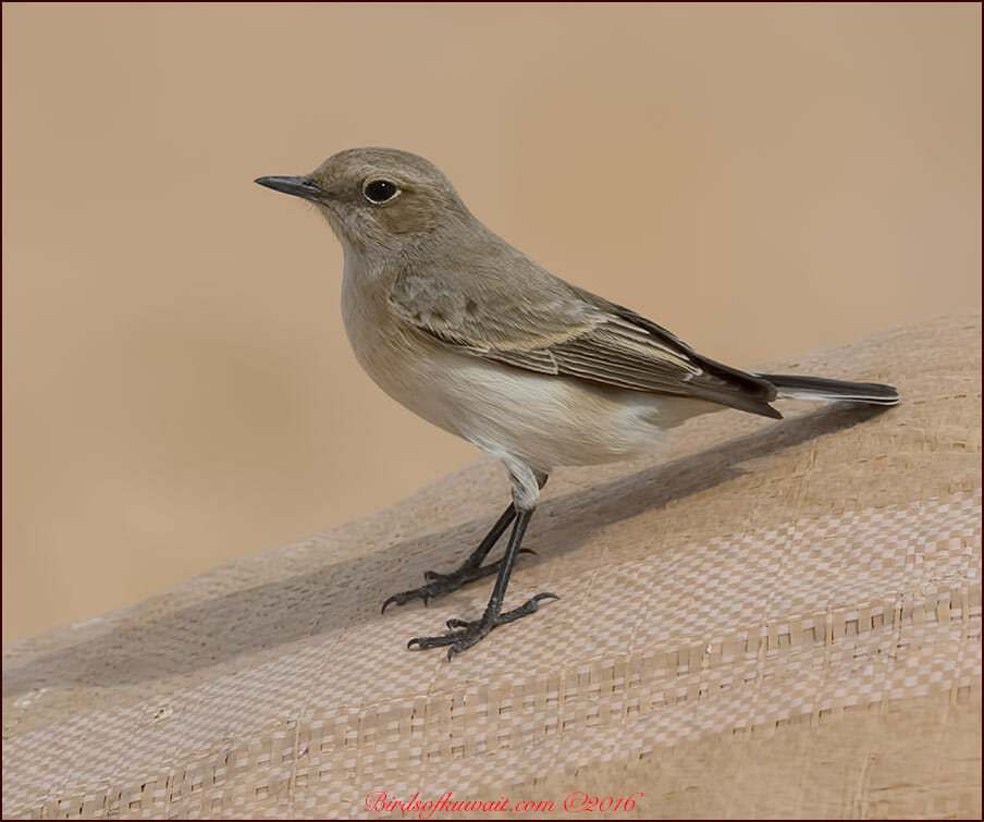 Finsch's Wheatear Oenanthe finschii