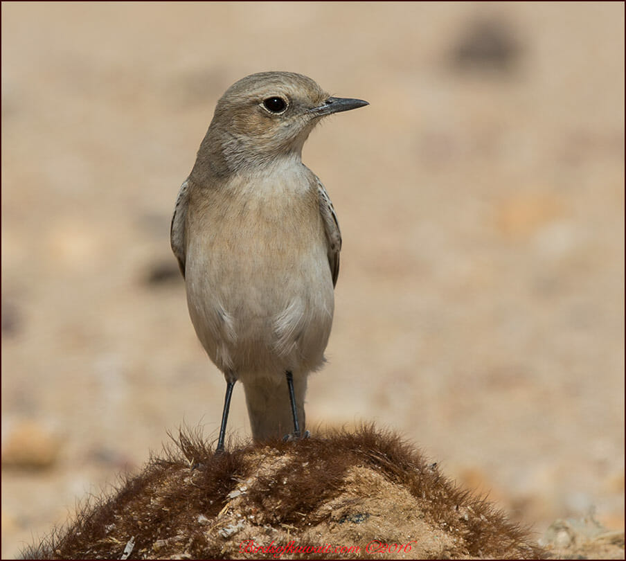 Finsch's Wheatear Oenanthe finschii