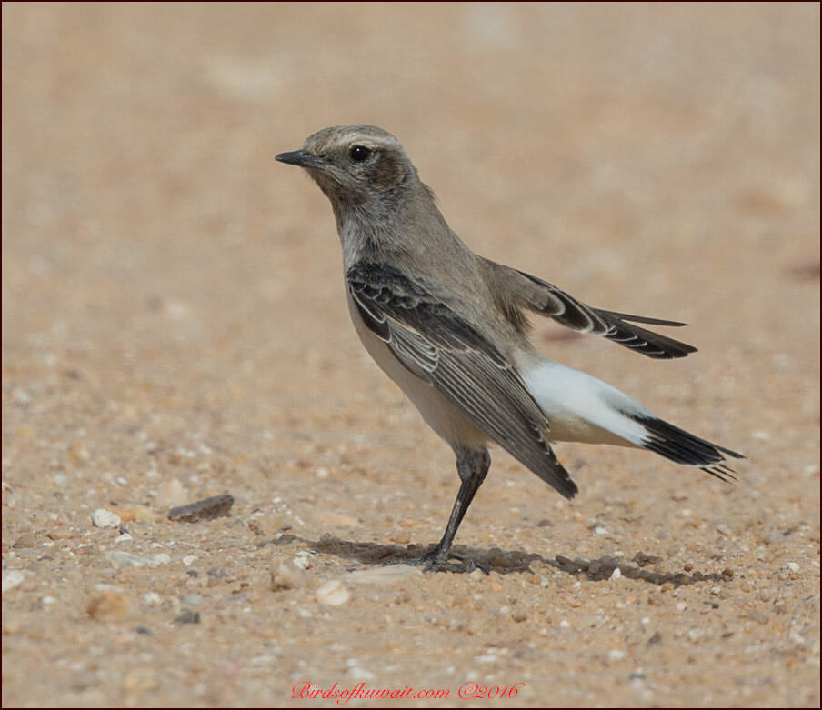Finsch's Wheatear Oenanthe finschii